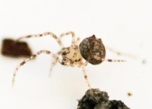 Réf. 319 034 : Ero aphana